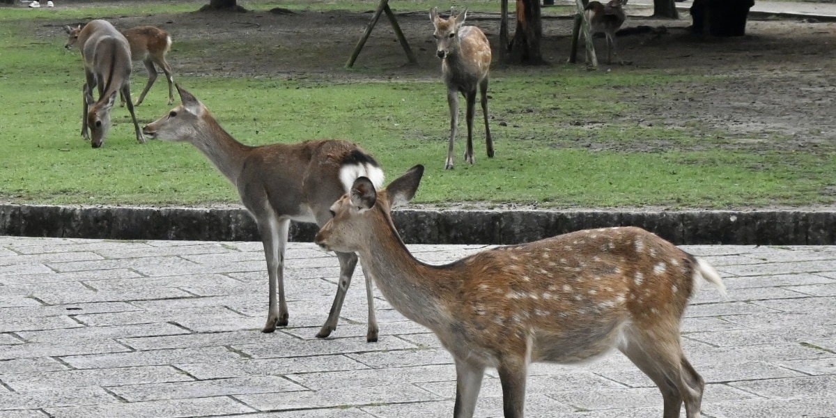 奈良公園近くの山中に「クマ目撃」情報、シカや観光への影響は…県「今のところ平坦部におりてくる心配はない」