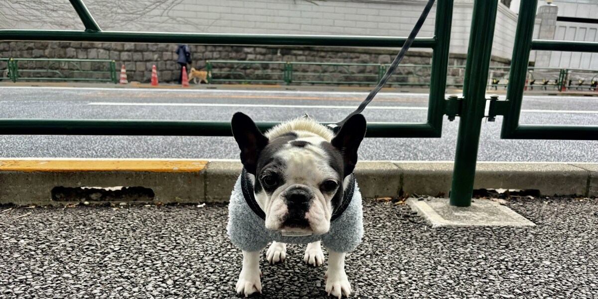 犬を「ガードレール」につなぐのは違法？ 俳優の投稿で物議、警察庁「道交法違反のおそれ」