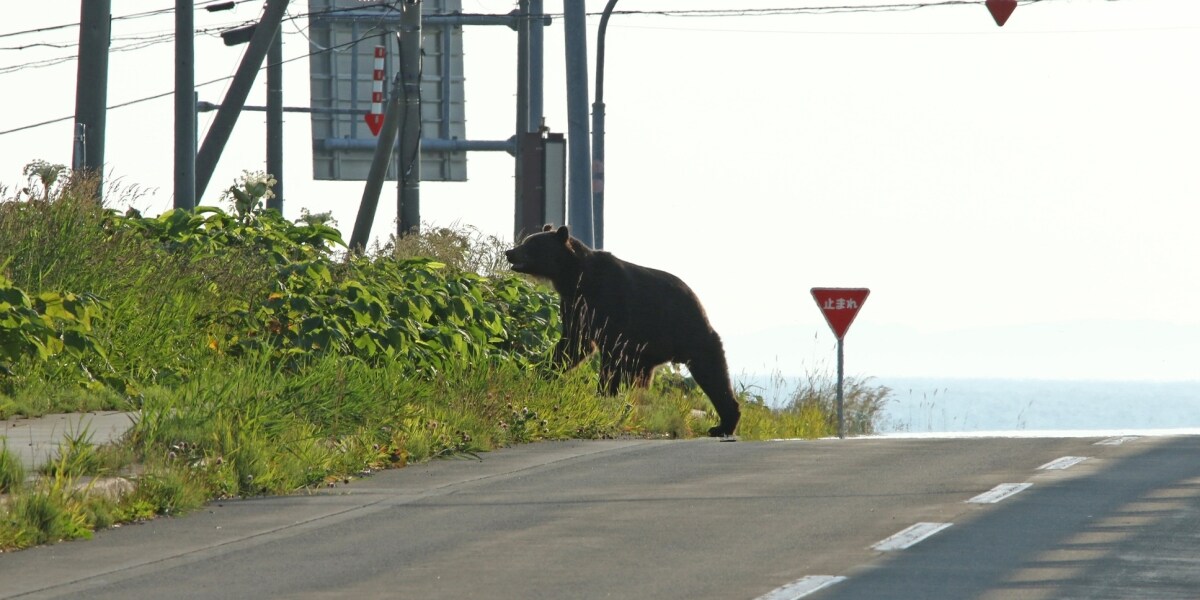 「毎日が恐怖です」クマ出没エリアから都心へ通勤　ケガしたら労災になるのか？