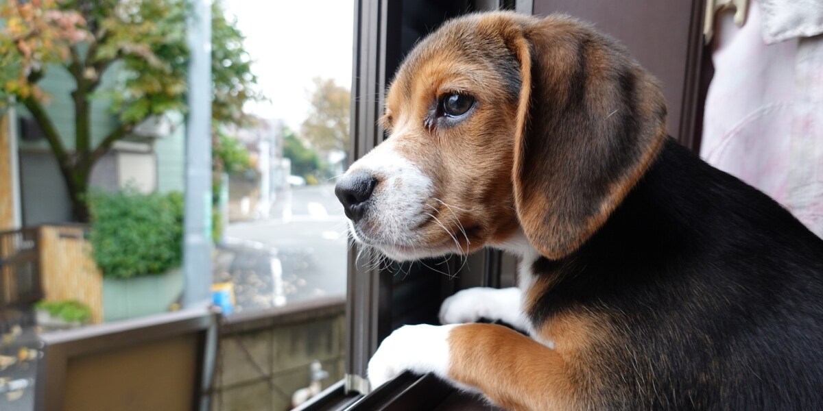 「親族に愛犬を殺されました」帰省中にペットを預けたら事故発生…治療費や慰謝料は請求できるのか