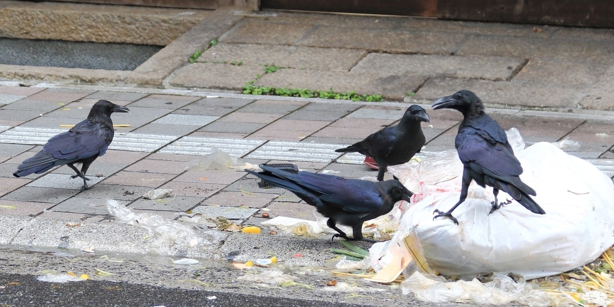 ヤマザキナビスコ、契約切れで「リッツ」「オレオ」販売終了へ