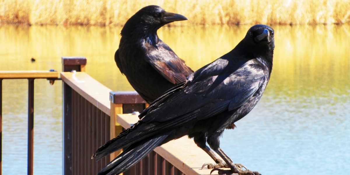 カラス捕獲トラップの設置場所はどこ？東京都が「情報開示」認めず&hellip;バレると「破壊され、誹謗中傷のおそれ」