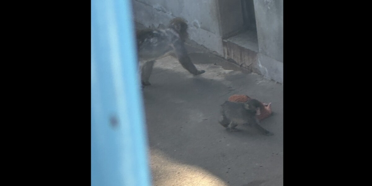 「胸が締め付けられる」パンチくん育児放棄に涙、人間なら何罪？