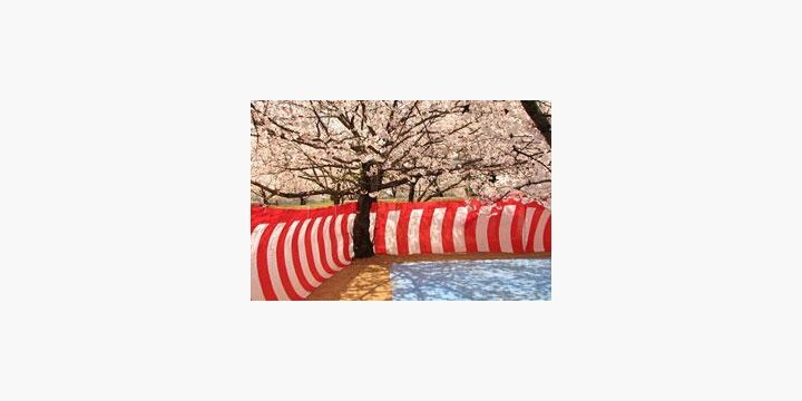 花見の 場所取り は合法 不法占拠 ではないのか 弁護士ドットコム