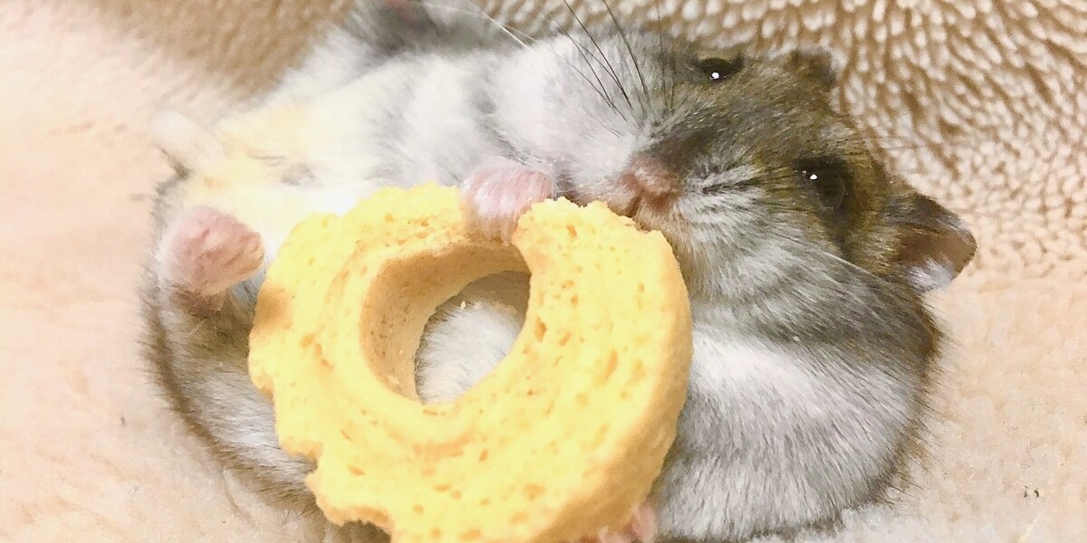 ハムスター「飼っていい」と言われたのに…更新時に「敷金1カ月上乗せ」は拒否できる？