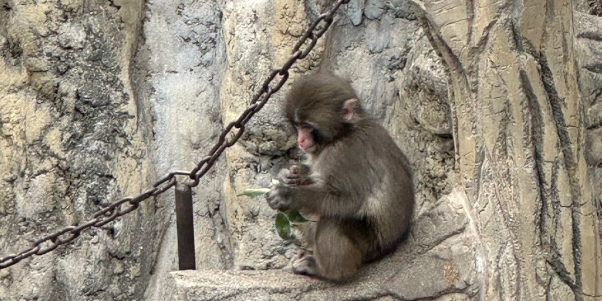 人気の子ザル「パンチくん」無断グッズは違法？　動物園は契約否定、弁護士の見解は
