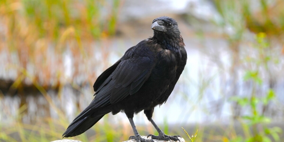 ラプンツェルの髪をカラスがむしる？ディズニーシーで撮影動画が拡散、運営会社「来園者被害なし」