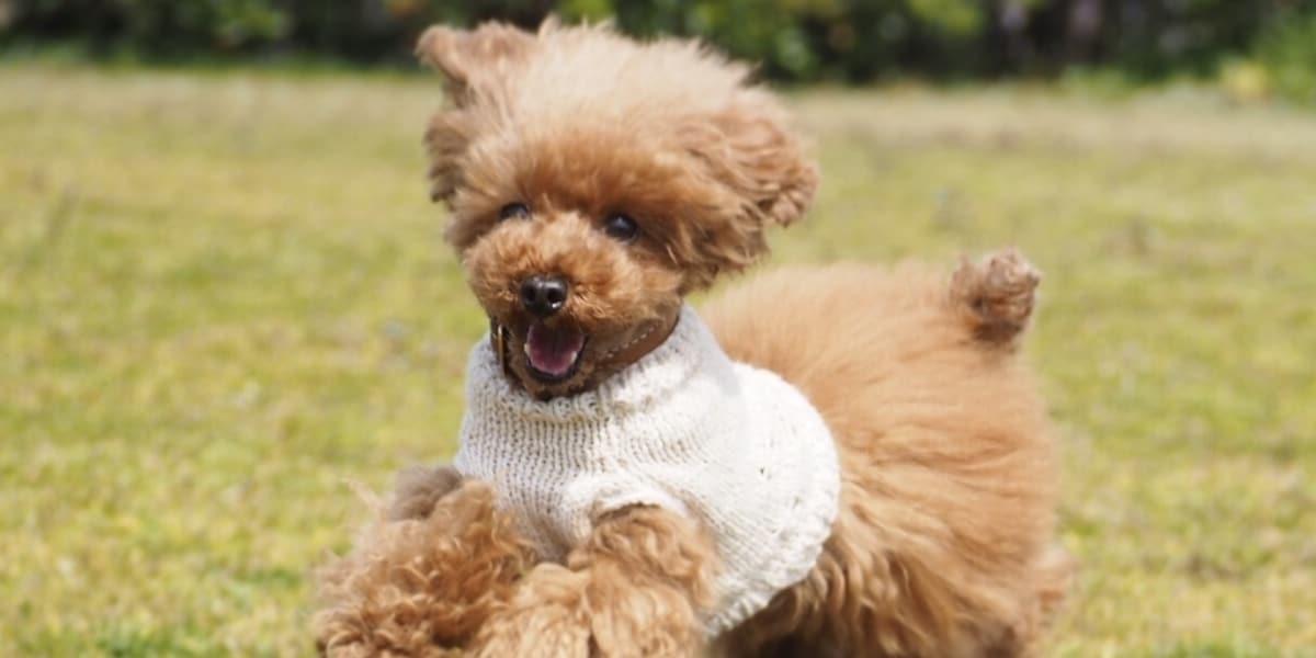 愛犬チロルはなぜ死んだのか　歯石除去中に急死、飼い主が本人訴訟で“カルテの矛盾”突き止め勝訴