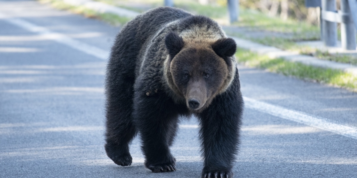 「東京の霞が関にクマが出た」級の衝撃、青森中心部で目撃相次ぐ&hellip;ねぶた祭は安全対策検討