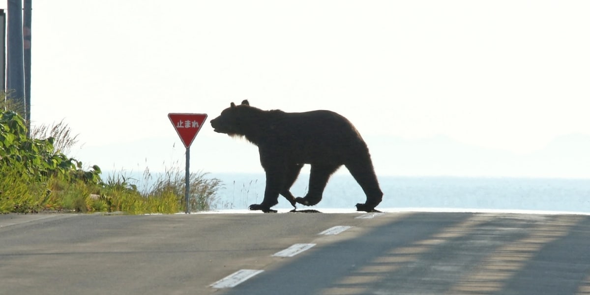 「人の生活圏」でクマの目撃相次ぐ…文科省と環境省、学校に通学路点検や危機管理マニュアル見直し求める