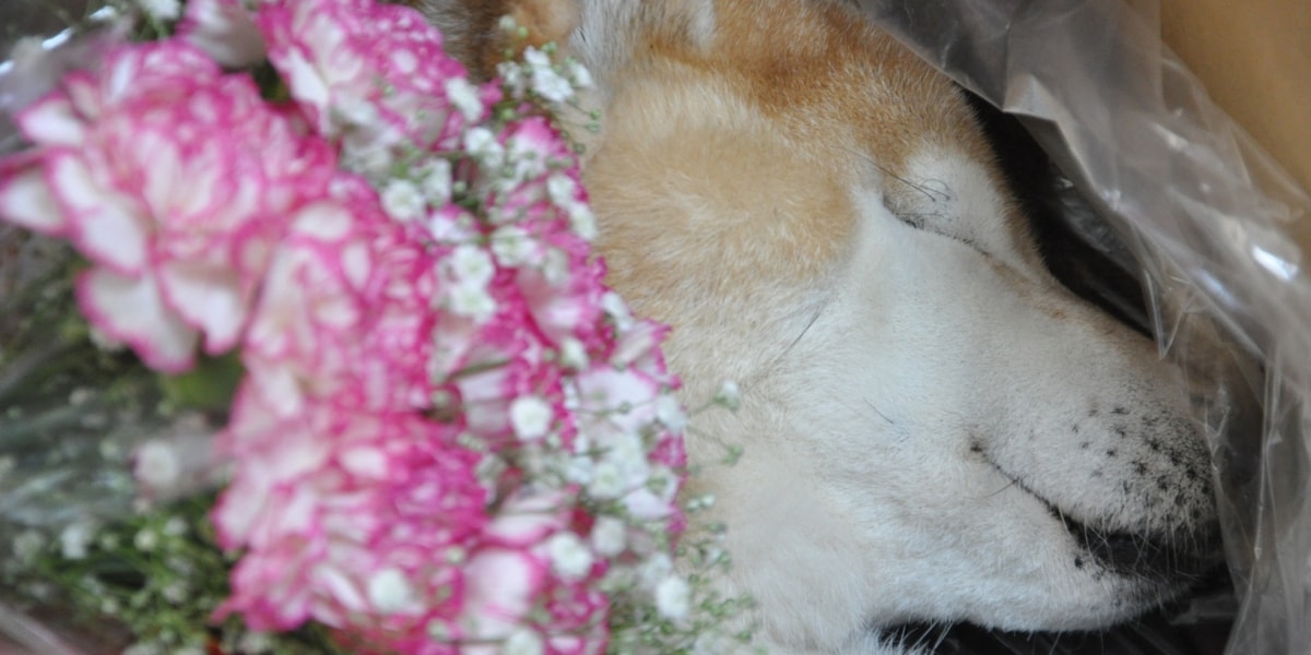 被害者の飼い犬も犠牲か…栃木強盗殺人事件で浮上した「動物愛護法違反」、ペットを殺すとどんな罪になる？
