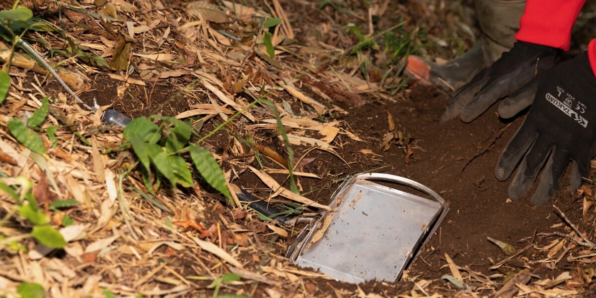 違法な「くくり罠」千葉の山中で相次ぎ発見、人が巻き込まれる危険も…行政は“勝手に撤去”できず