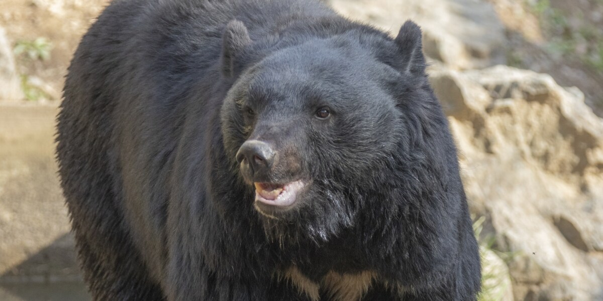 クマを「溺死」させて駆除、町役場に1週間「抗議」殺到…なぜ銃を使えなかった？岩手・雫石町が明かす背景