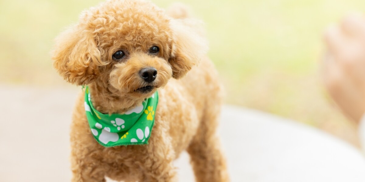 「安すぎ」の声も　愛犬を他人の飼い犬にかみ殺された賠償額は35万5千円　なぜその額に？　弁護士が解説