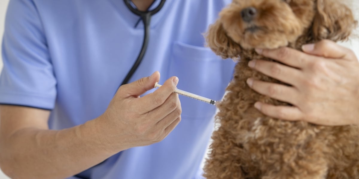 9月28日は「世界狂犬病デー」発症すればほぼ100％死亡…愛犬のワクチン、忘れると20万円以下の罰金も