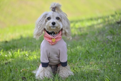 なぜ「ミックス犬」は飛行機で運べない？ JALが通年で受託停止、その理由を聞いた
