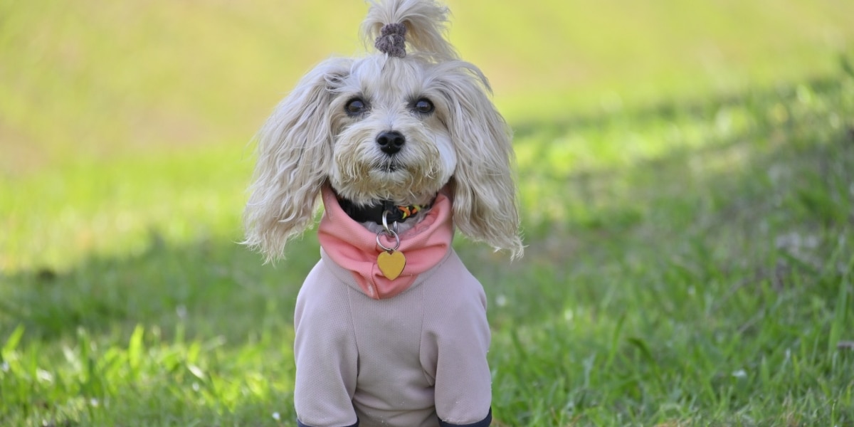 なぜ「ミックス犬」は飛行機で運べない？ JALが通年で受託停止、その理由を聞いた