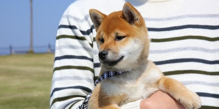 別居中の夫に 愛犬 を連れ去られた 大切な 家族 を取り戻せる 弁護士ドットコム