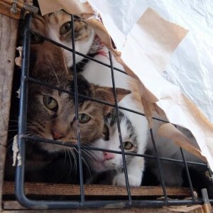 ネコの共食いが起きて ホッとした 多頭飼育崩壊の壮絶現場 弁護士ドットコム