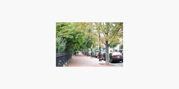 街路樹から落ちた ギンナン 勝手に拾っても問題ないの 弁護士ドットコム